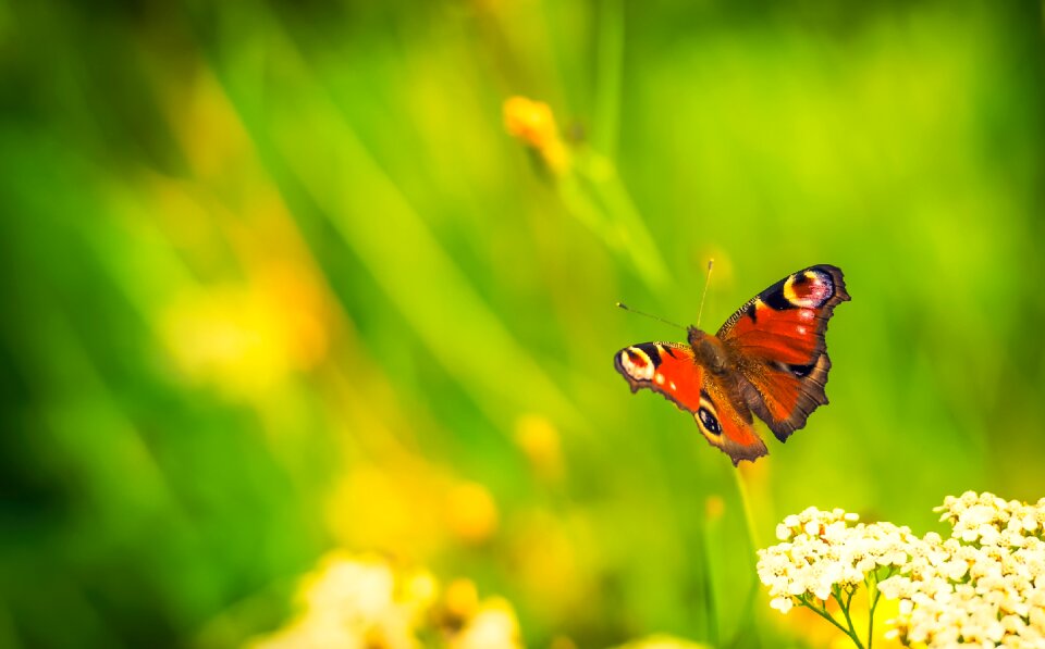 Nature bug Free illustrations