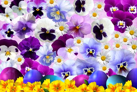 Easter greeting easter eggs spring