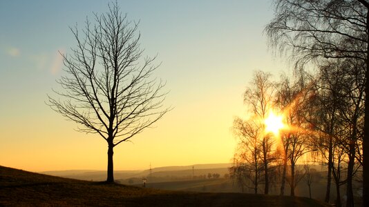 Light silhouette forest