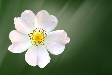 White bush rose white blossom