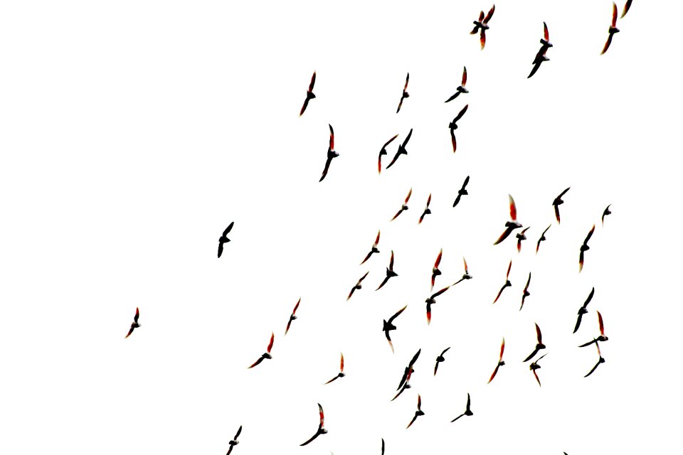 Animal nature Free illustrations