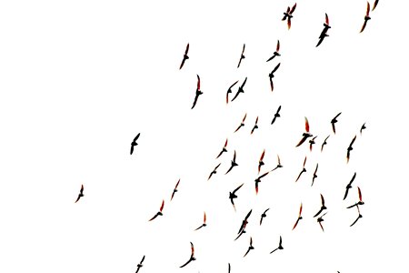Animal nature Free illustrations