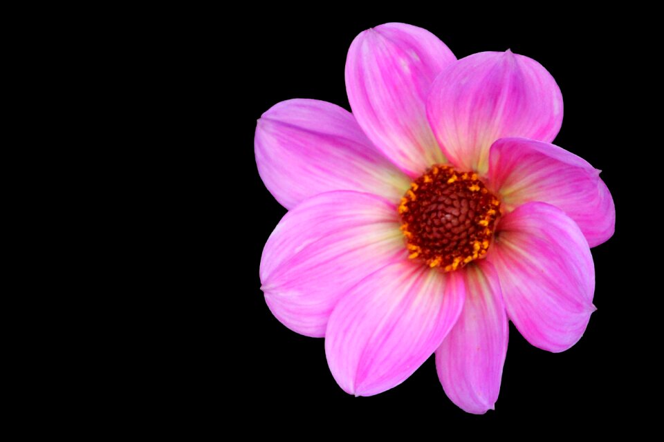 Pink dahlia dahlia flower