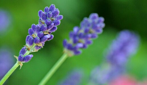 Bloom scented plant ornamental plant