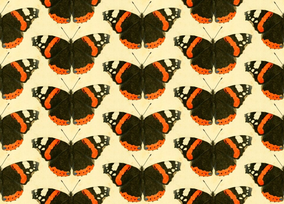 Animals wings Free illustrations