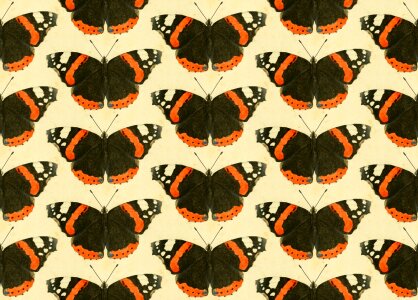 Animals wings Free illustrations