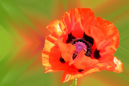 Poppy red Free illustrations