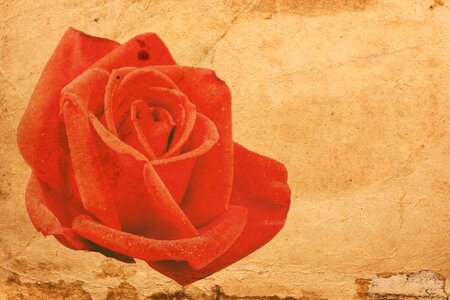 Old vintage red rose