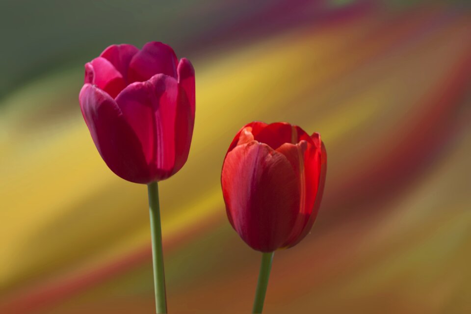 Red flowers Free illustrations