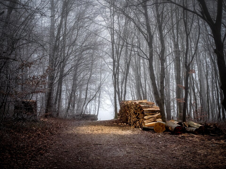 Nature tree trunks dry wood