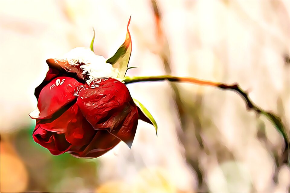 Flower plant nature