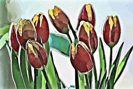 Tulip bouquet Free illustrations