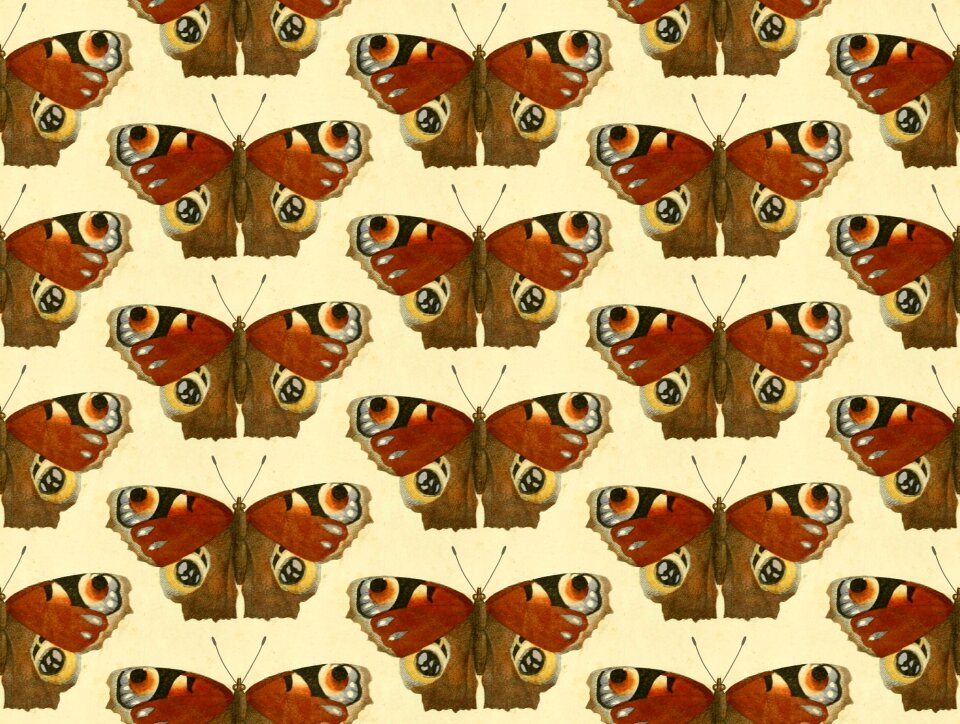 Animals wings wild