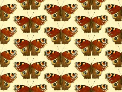 Animals wings wild
