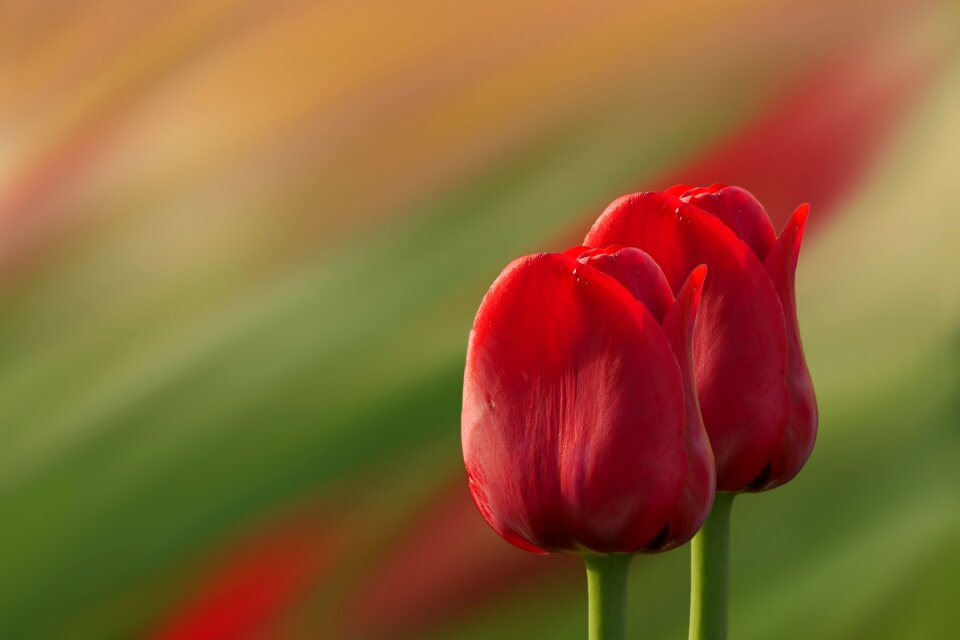 Red flowers Free illustrations