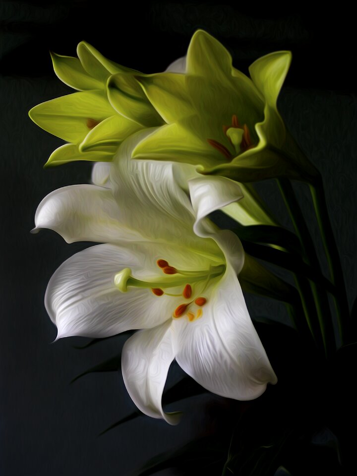 Bloom blossom nature