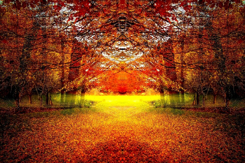 Nature trees Free illustrations