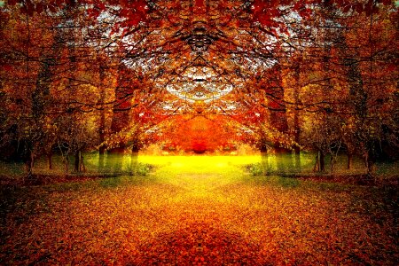 Nature trees Free illustrations