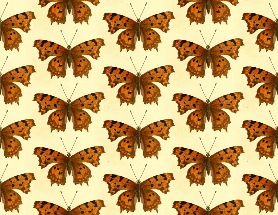 Animals wings brown butterfly