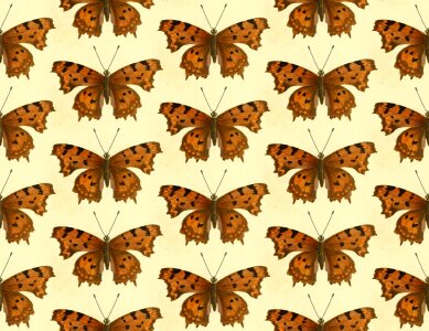 Animals wings brown butterfly