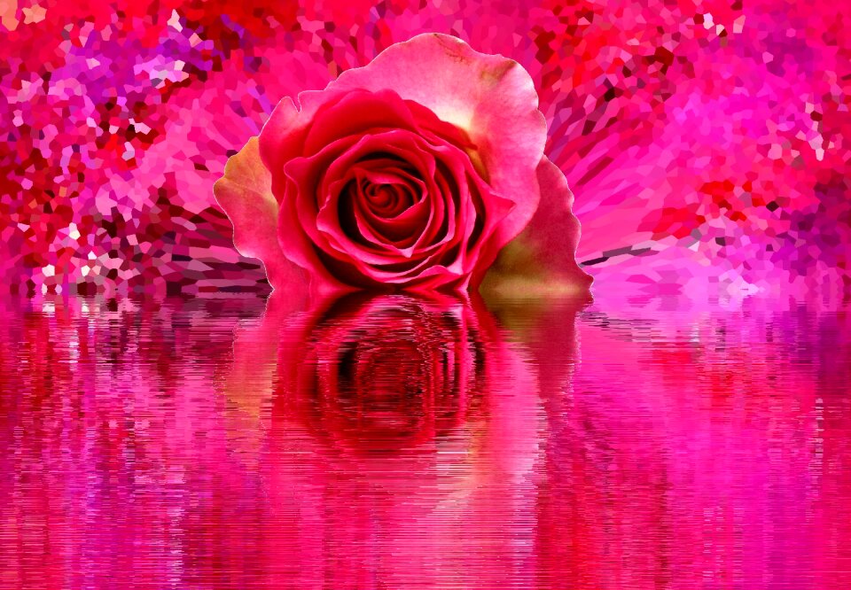 Love rose bloom nature