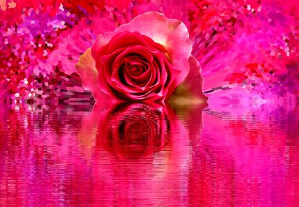Love rose bloom nature