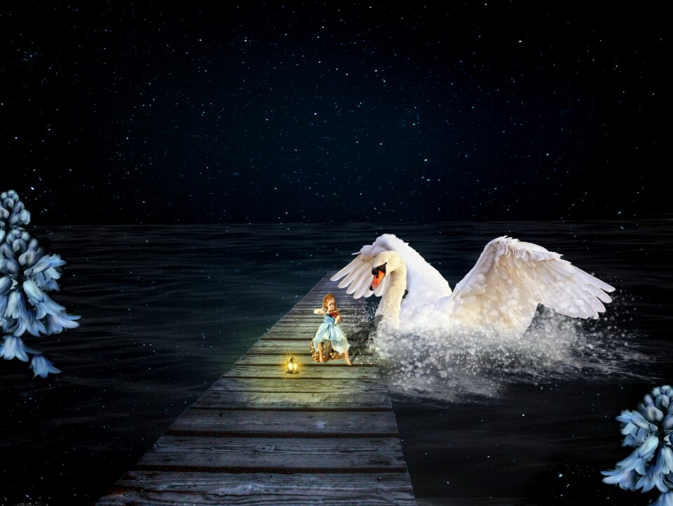 Swan stars water