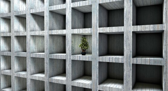 Bonsai tree room