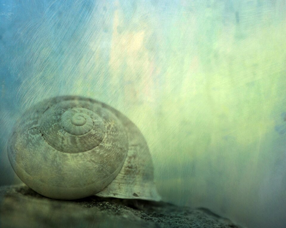 Shell animal nature
