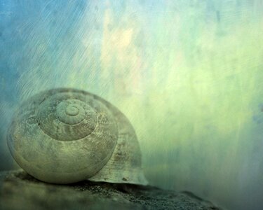 Shell animal nature