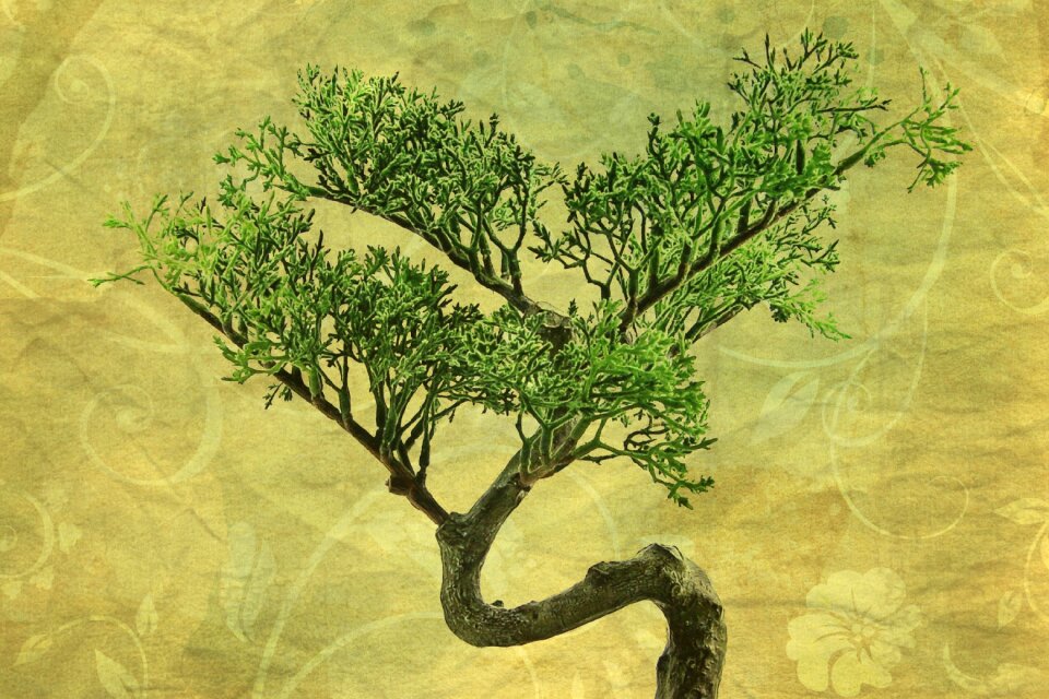 Tree plant japan