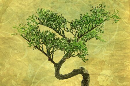 Tree plant japan