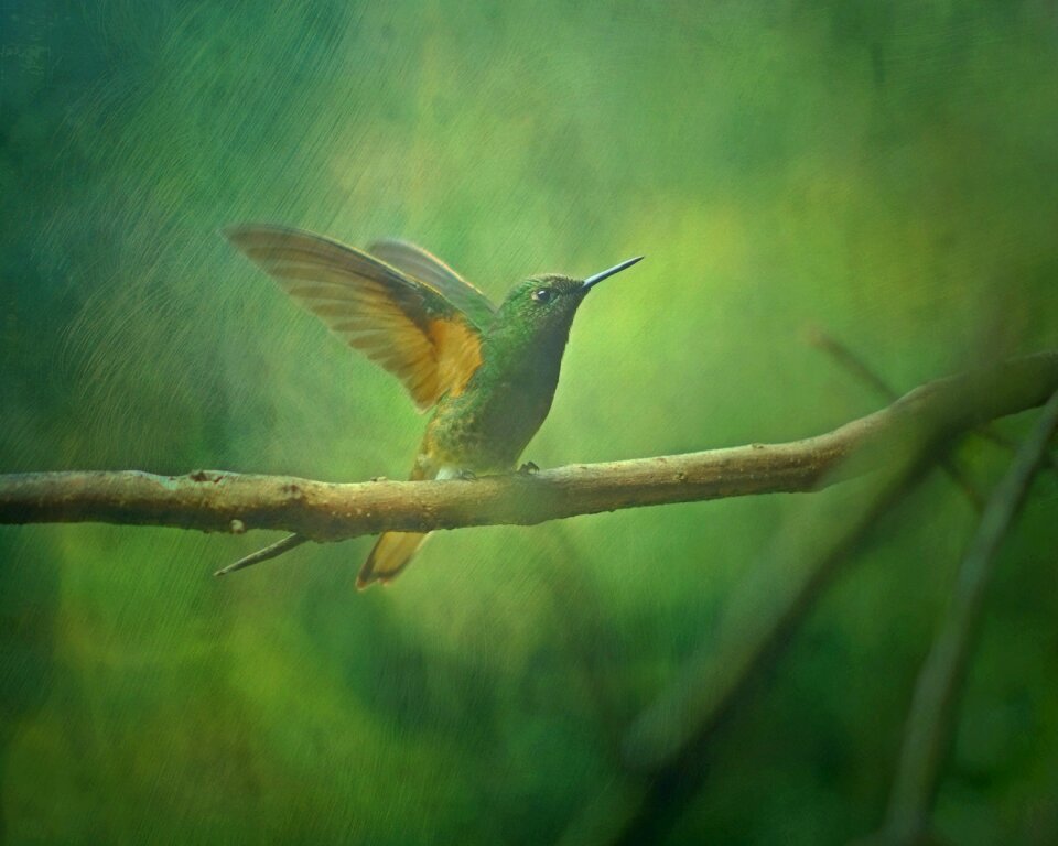Bird animal nature