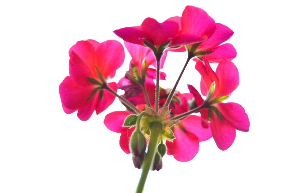 Nature blossom spring
