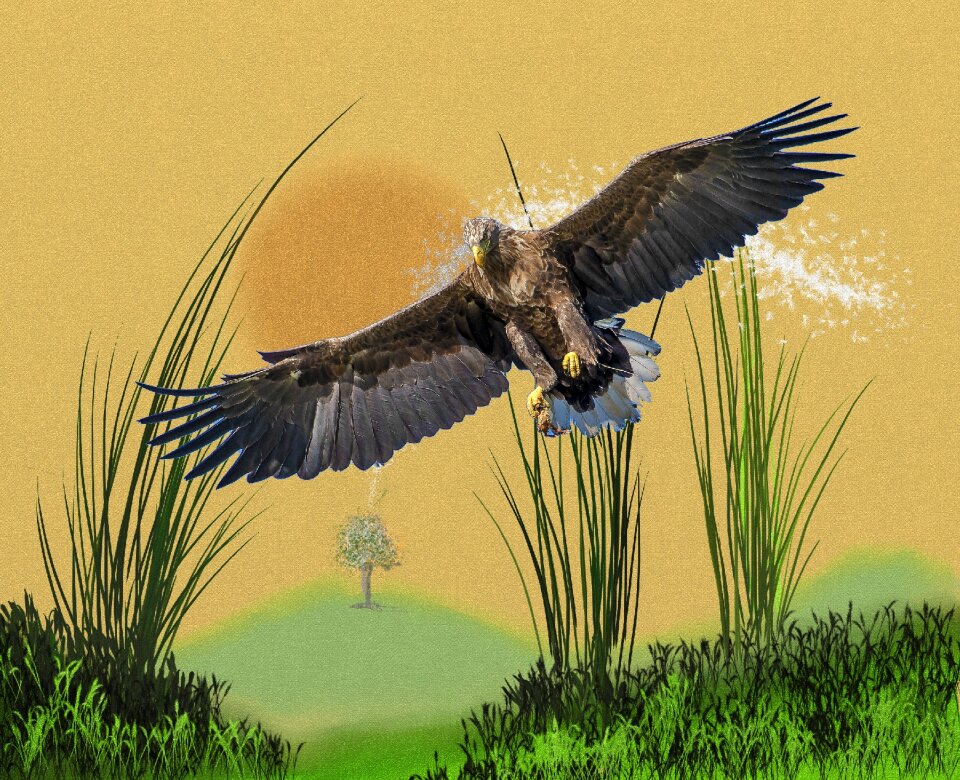 Flying raptors nature