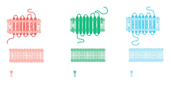 Science biology plasma membrane