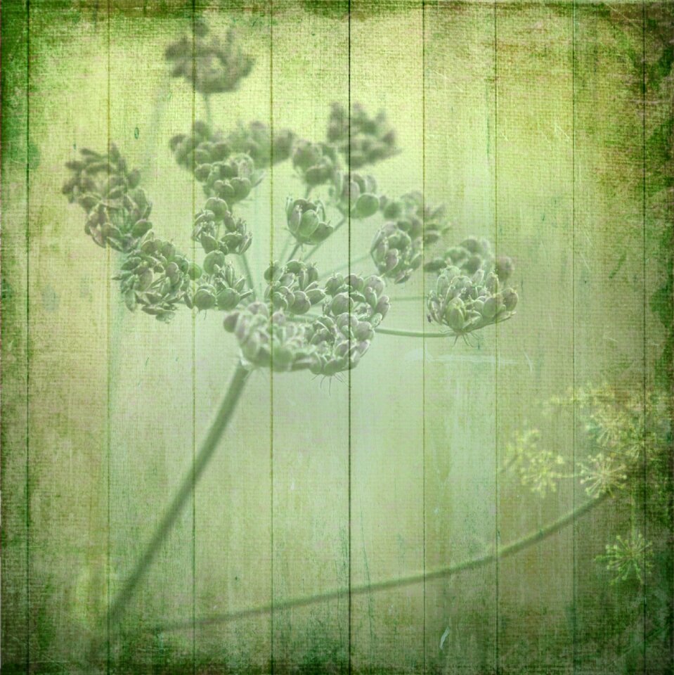 Flower plant nature