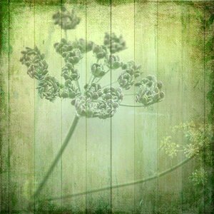Flower plant nature