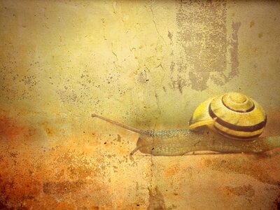 Shell animal nature