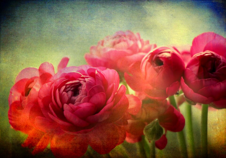 Petals blossom bloom