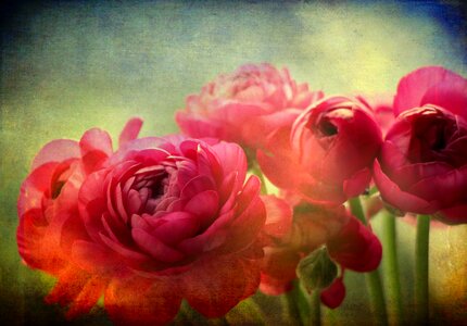 Petals blossom bloom