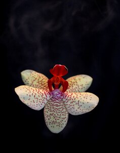 Plant smoke Free illustrations