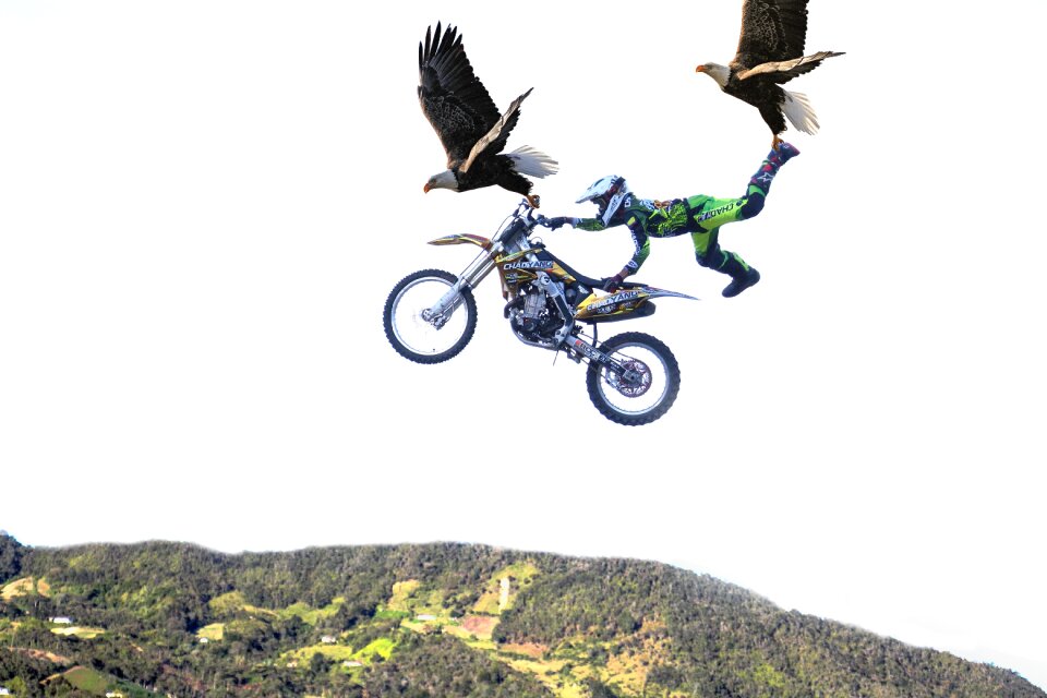 Jump animals unusual