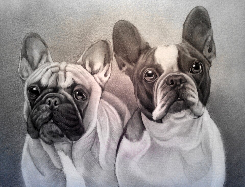Pencil drawing bull dog hand