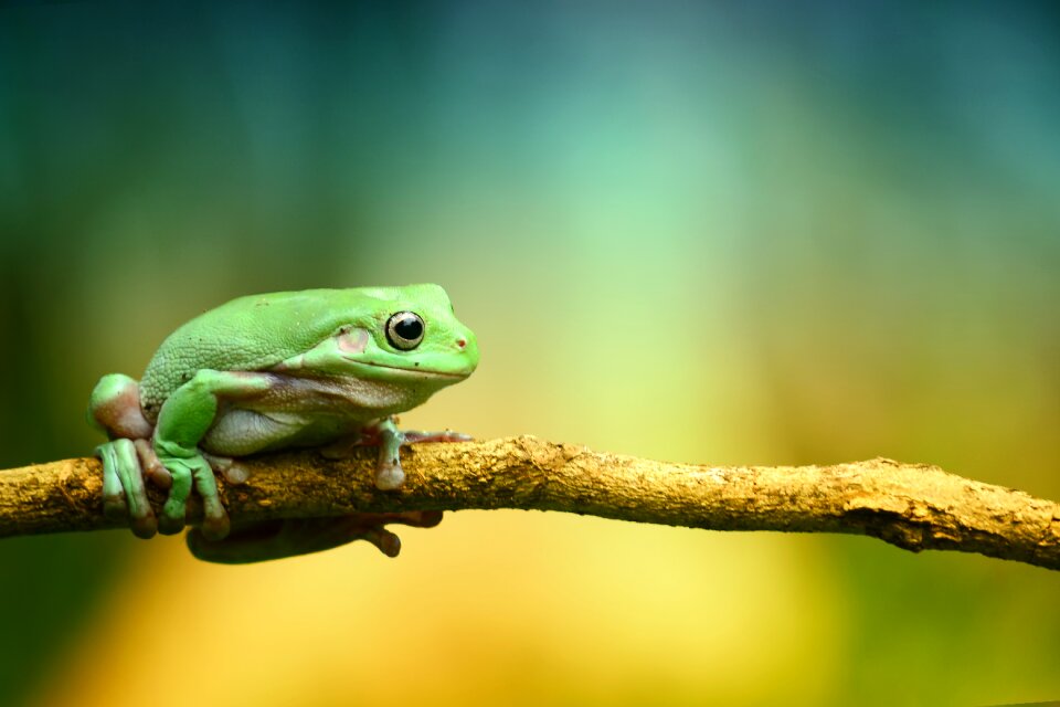 Green frog Free illustrations