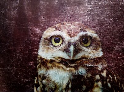 Birds eyes night active