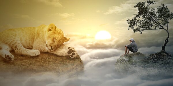 Lion animals nature