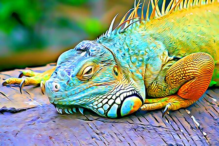 Scales nature lizard