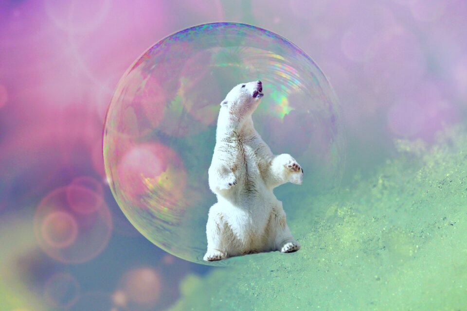 Bear frost snow