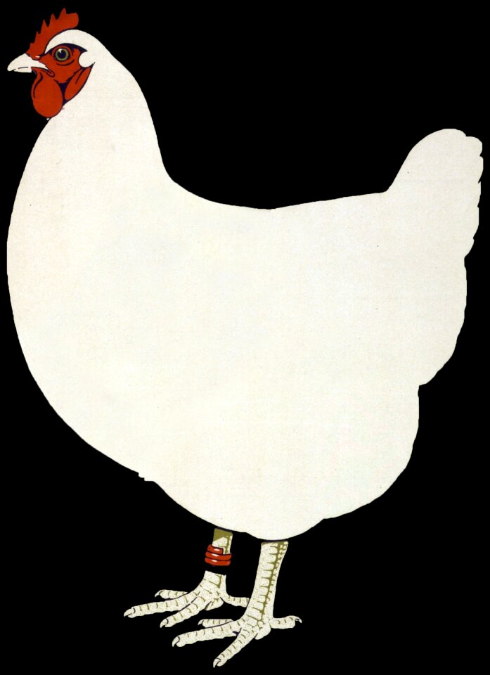 Bird white art